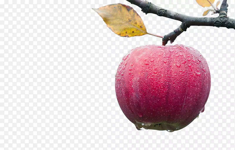 ƻ��ʳƷ��˾��ӣ��-������