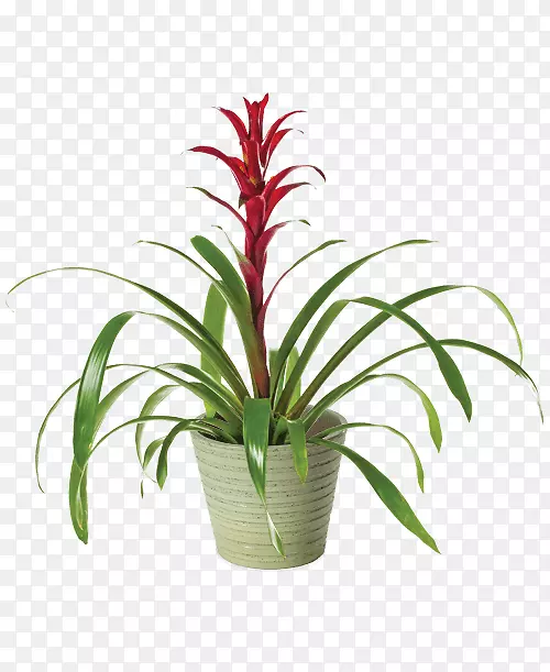 �л�ֲ��-������