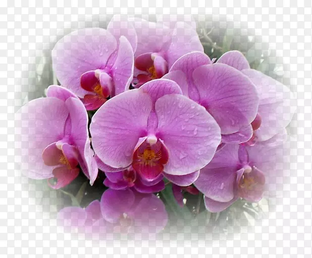 �ɶ�����ֲ��ٺϻ�-������