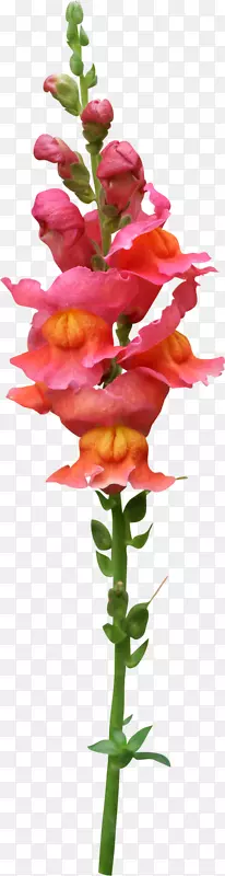 ��������л�ֲ�ﾥ���괺PNG����-������