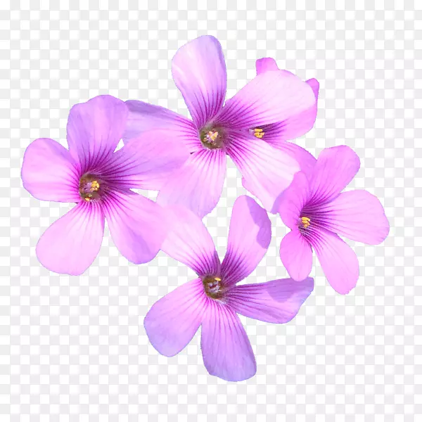 ���޲�ֲ��-�����͸�-������