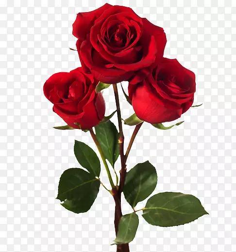 ��Ӱ����õ�廨-õ��-������