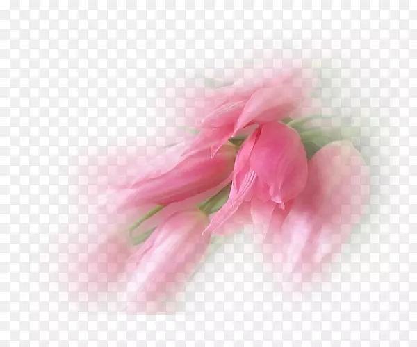 �����㻨����Ӱ-������-������