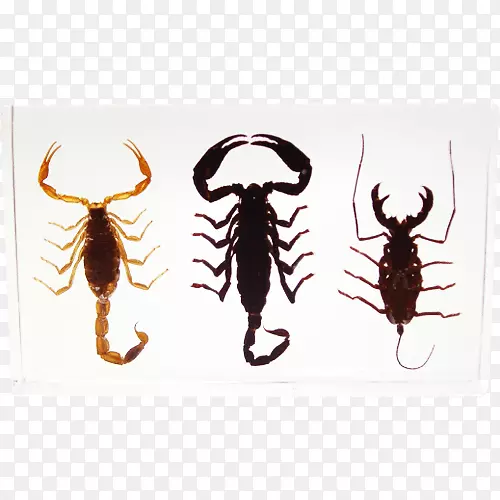 Ы������ʳ��Կ��������Ы��-������