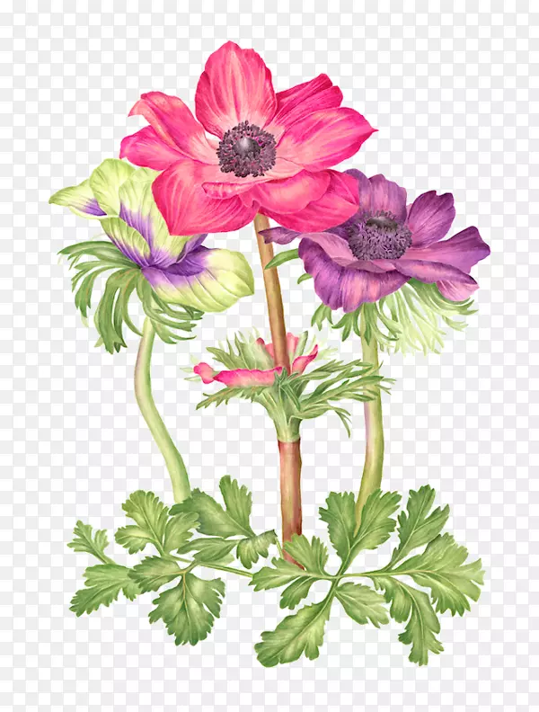 ˮ�ʻ�ˮ�ʻ�-������