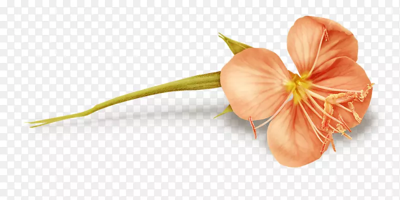 ���벩�������ֽ-������