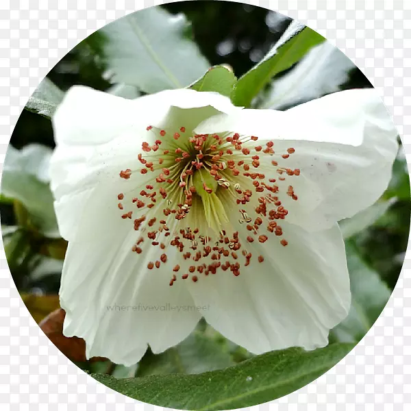 ����ֲ��-�����е��������ʻ���-������