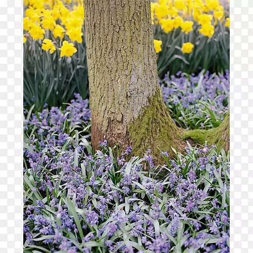 Ӣ��޹�²��۾�������-������