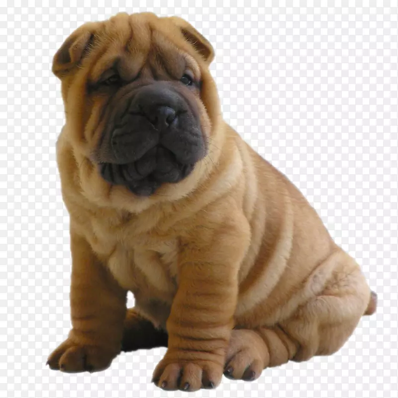 �������ǹ�ʿ������������Ȯ-������