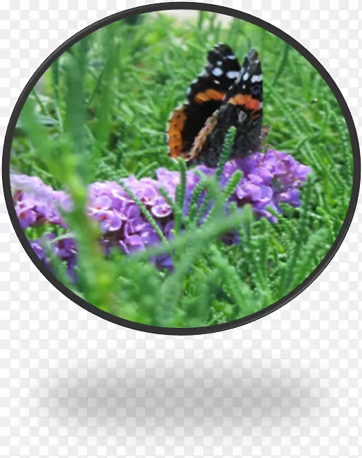 ������ɫ�ݱ�ֲ�ﻨĤ-����-������