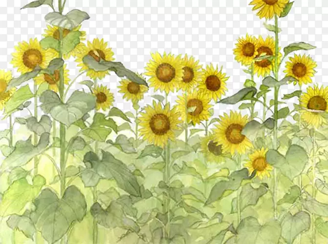 ��ͨ���տ�-������