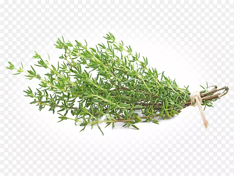 ��԰�������-������