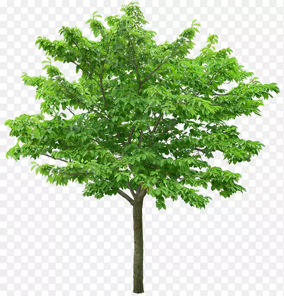 ��Ӱ��-��Ѽ�����-��-������