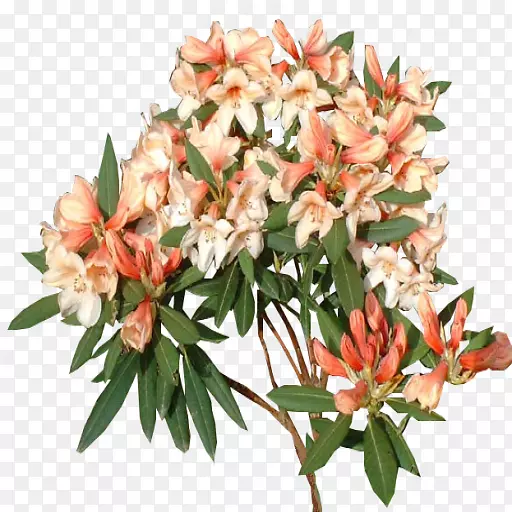 �л��ž�ֲ��-������