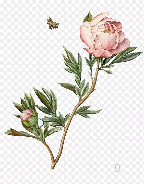 ֲ���ͼ��ˮ�ʻ�ĵ����ͼˮ�ʻ�ĵ��-������