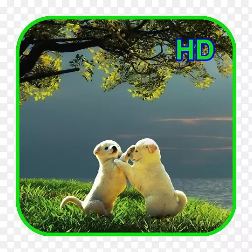 �����ֽ4k�ֱ���1080 p������������-android-������