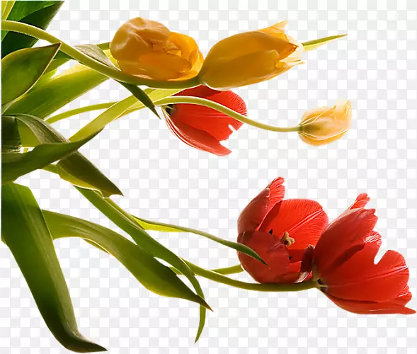 ��������-����-������