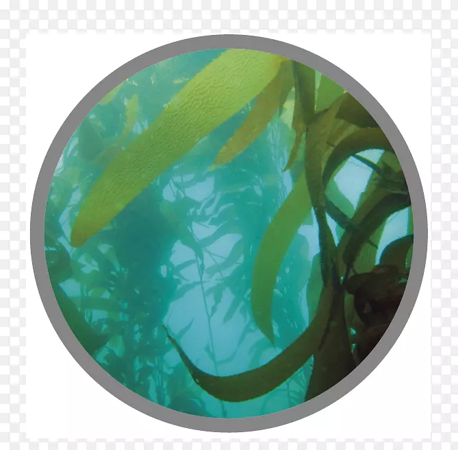 �����壬���壬ɭ�����࣬ɫ��-������