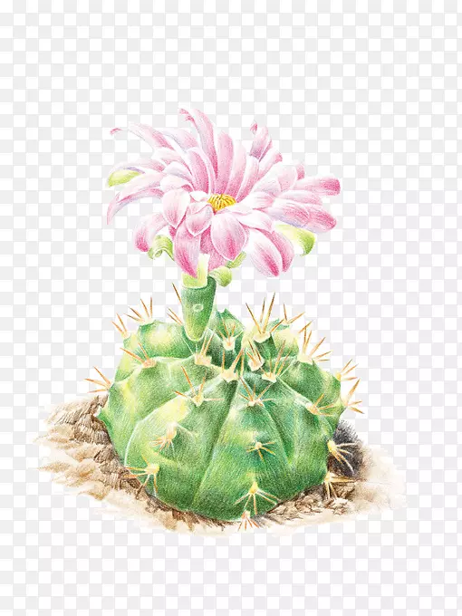 �����ƿƲ�ɫǦ�ʻ���ͼ-�����ƻ�-������