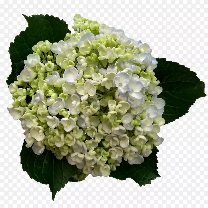 �����л�ֲ�ﾥ�����-��-������