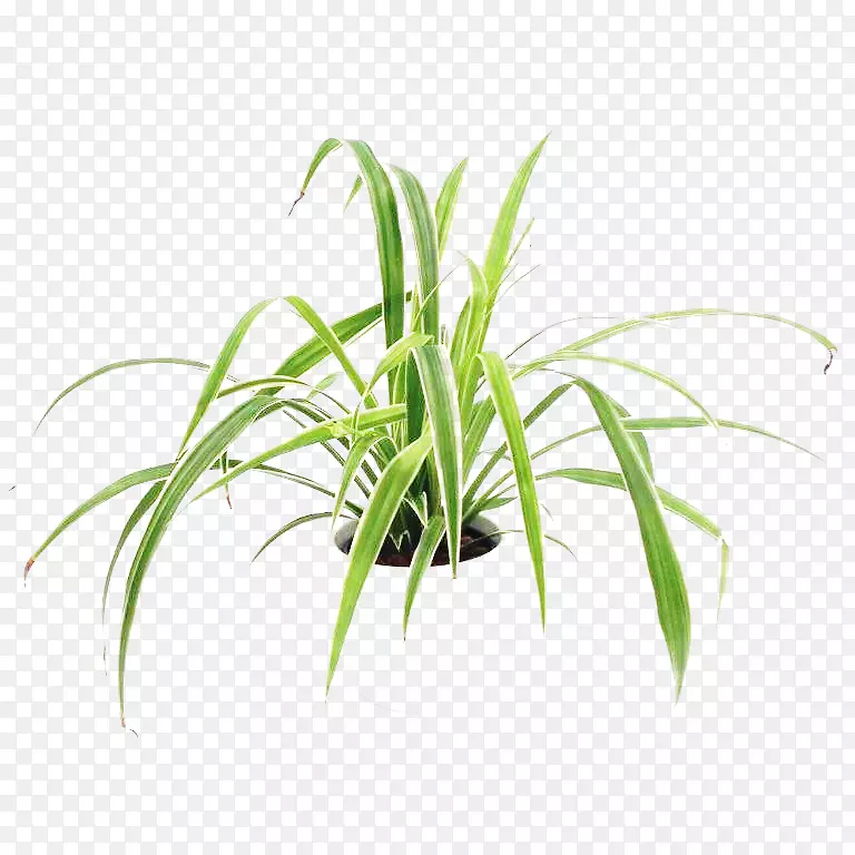 ���½��ֲ��Ҷֲ�ﾥҶ-������