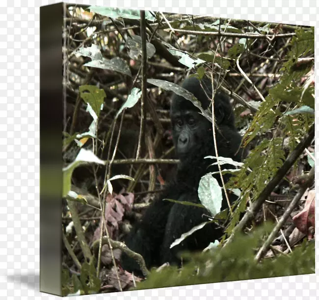 ����Ұ�������֧����-����-������