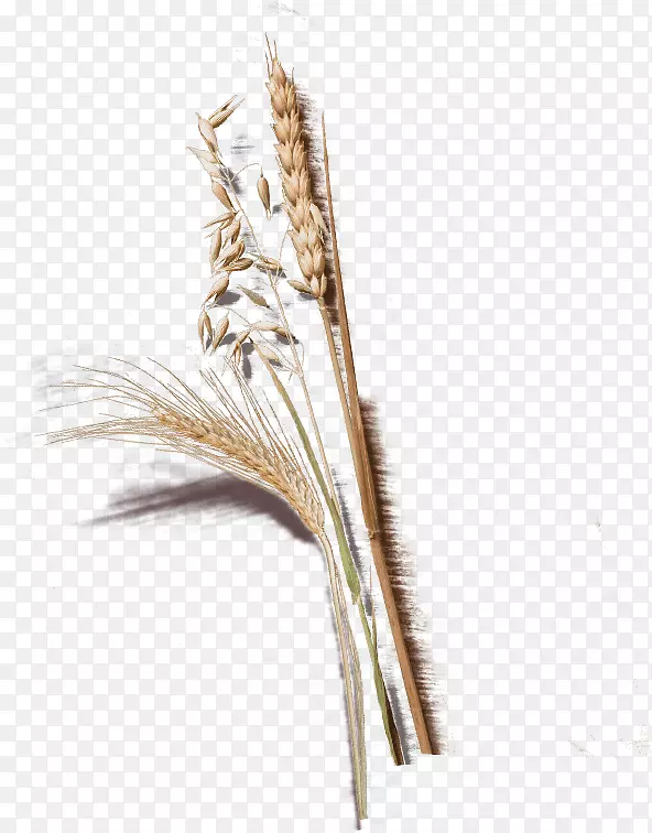 ��˹����Ƭ��ʿOetkerˮ����-��-������