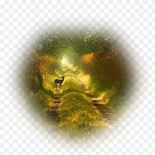 ��Ȼ��ӰҰ��������Ӱ-������