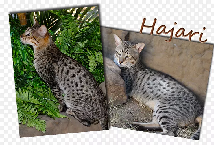 �����������ݵ��ϼ���è��ԭè-������