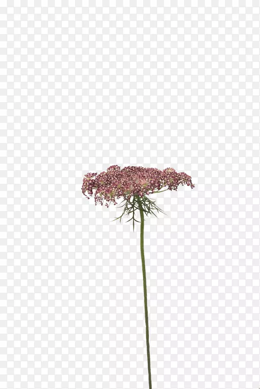 ����ֲ���Ͼ����ﻨ��-������