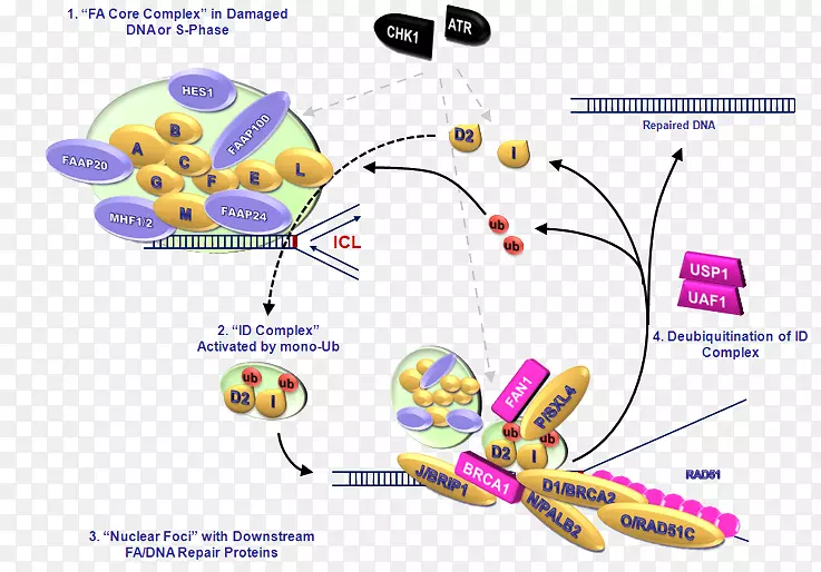������ƶѪ������c fanca BRCA 1 BRIP 1-������