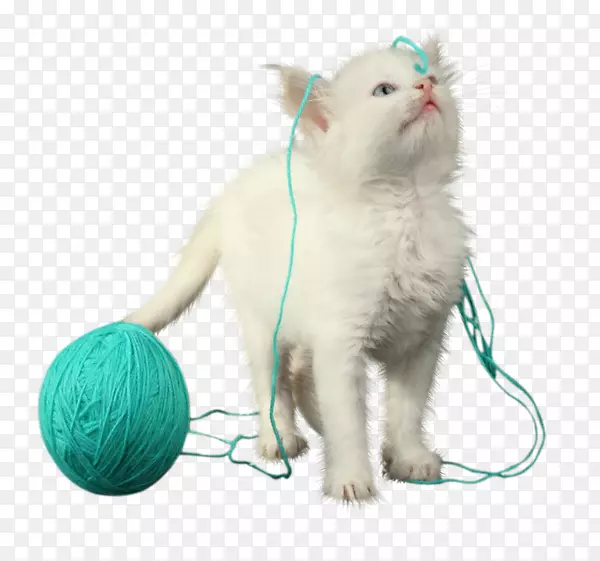 ���룬Сè��ëƤ�����ӣ�צ��-Сè-������