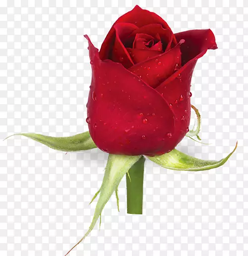 ��԰õ���л�ֲ�ﾥõ��-������