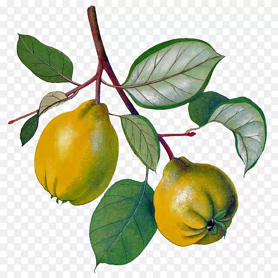 ���ƻ���������ƻ��-������