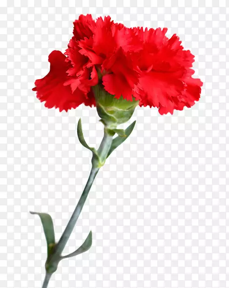 ��ʯ���л�-������