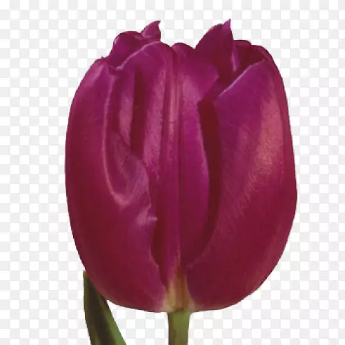 ���������㻨-������-������