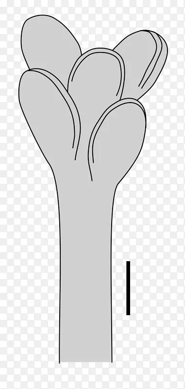 ��ָ����ֲ���������-������