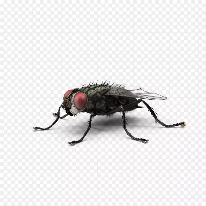 ��Ӭ�����棬��ɫƿ�ӣ���Ӭ-��Ӭ-������