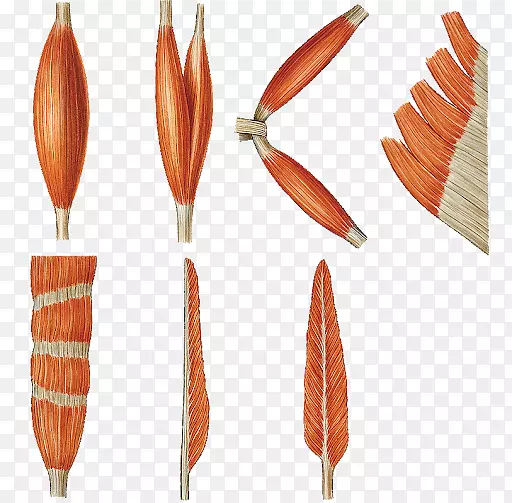 ����ϵͳ������֯���弡ϸ��-������