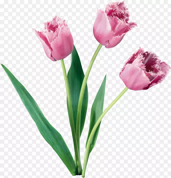 �����������ֽ-��-������