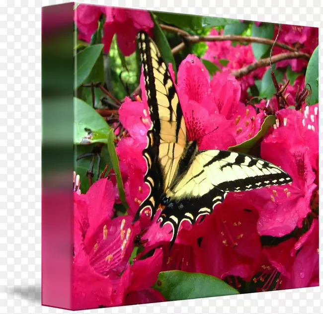 ����ֲ��ۺ�ɫm-�������-������