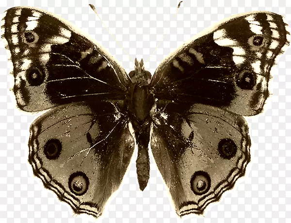 ����������-��������-������