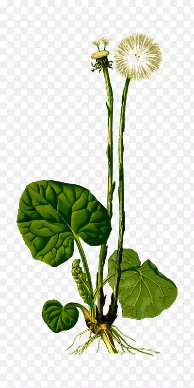 Kxf6hlerҩ��ֲ���ѹ�Ӣ-��ɫ�ѹ�Ӣ-������