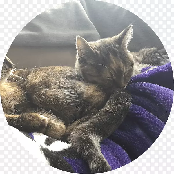 ���룬������Сè��ëƤ����-Сè-������