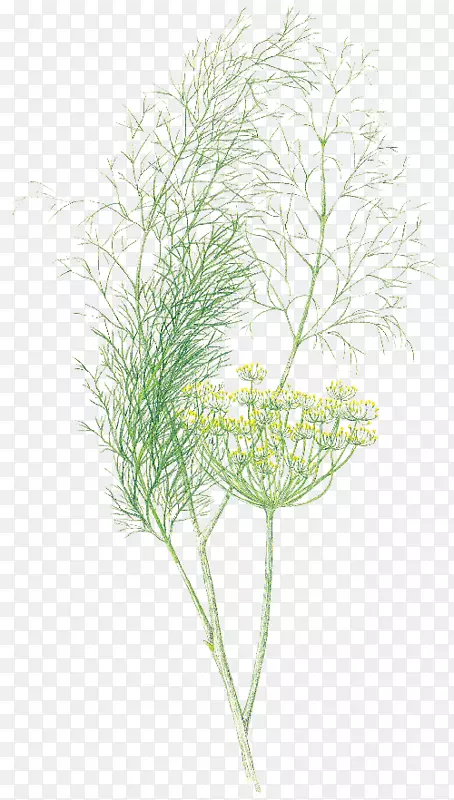 Ӣ��޹�²�-������