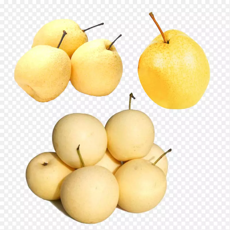 ѩ��(Pyrus Nivalis Pyrus Xd 7 Bretschneideri)��Ʒ-����-������