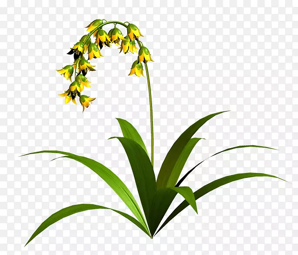 �ݻ���ֲ�ﾥ������-��-������