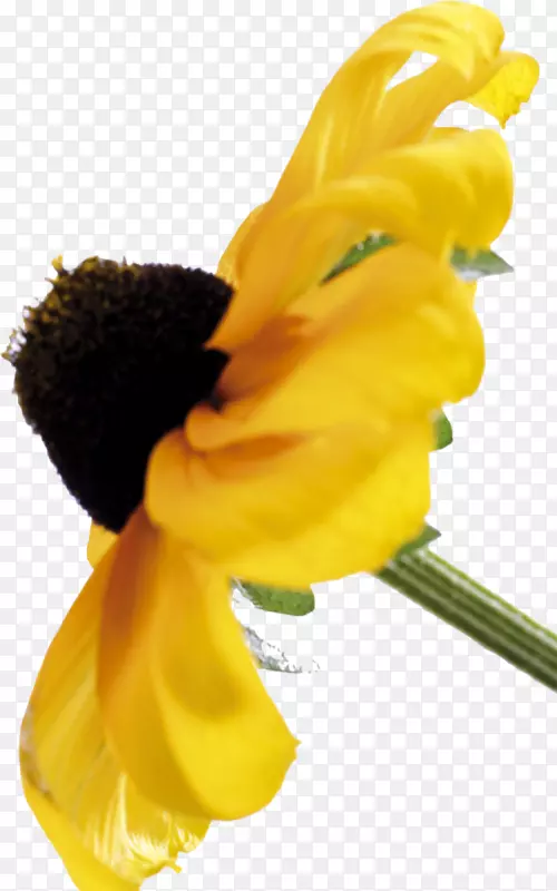 ��������뿪��ֲ�ﾥ-������