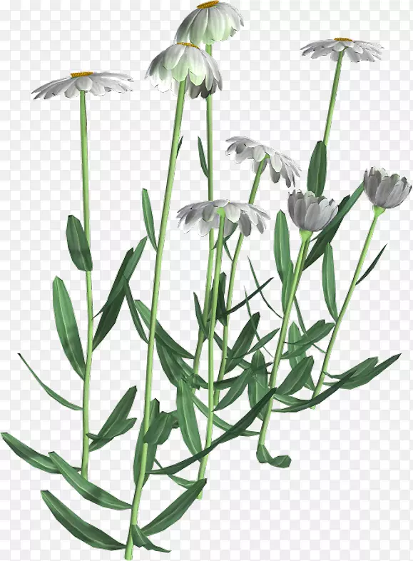 ����ֲ���в�ҩֲ�ﾥ��-������