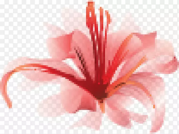 ��֩��ٺ�ˮ�ʻ�-��-������